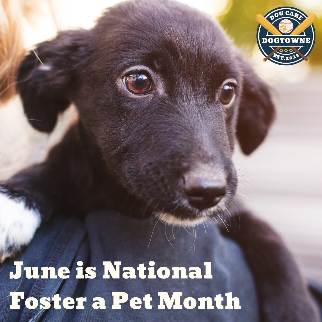 National Foster a Pet Month