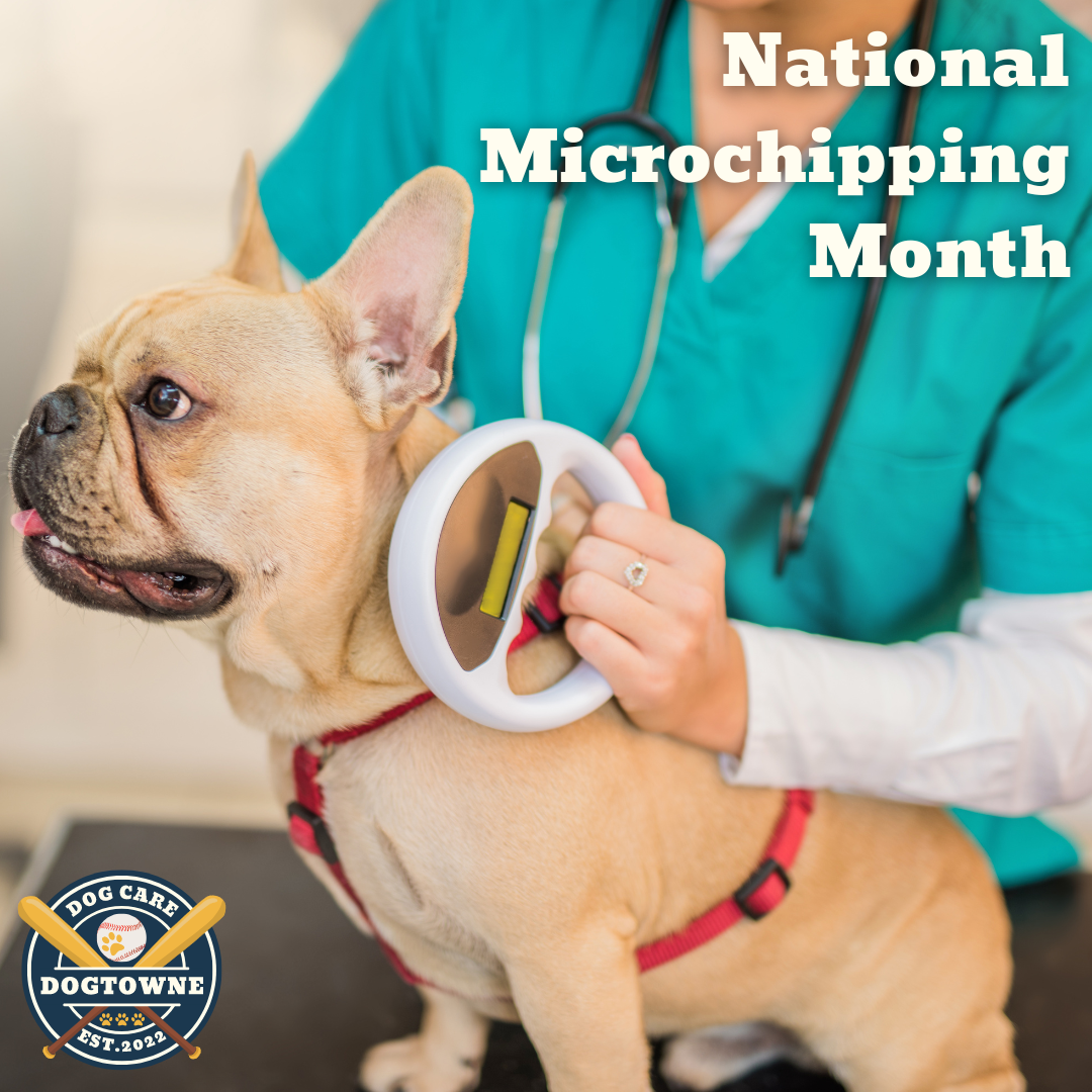 National Microchipping Month