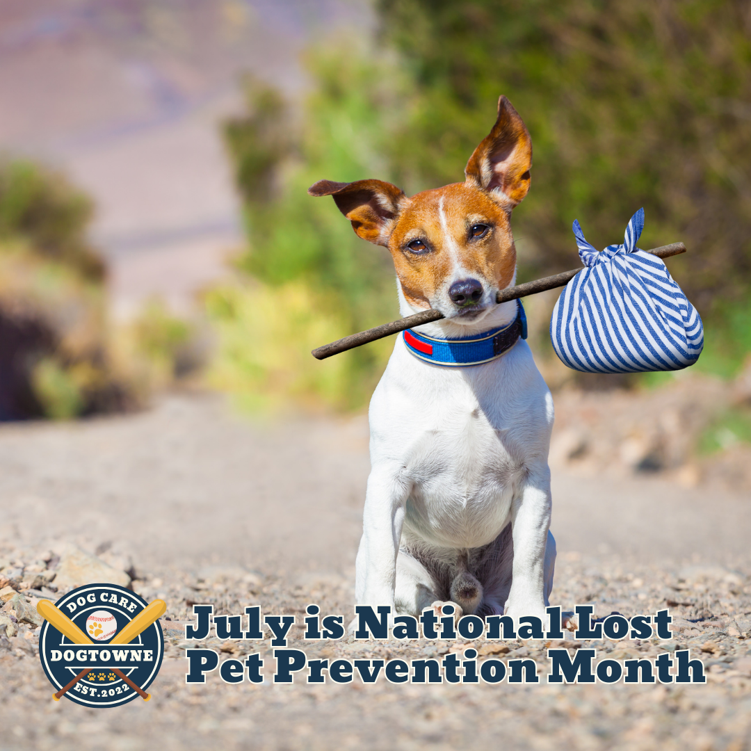 July is National Lost Pet Prevention Month!