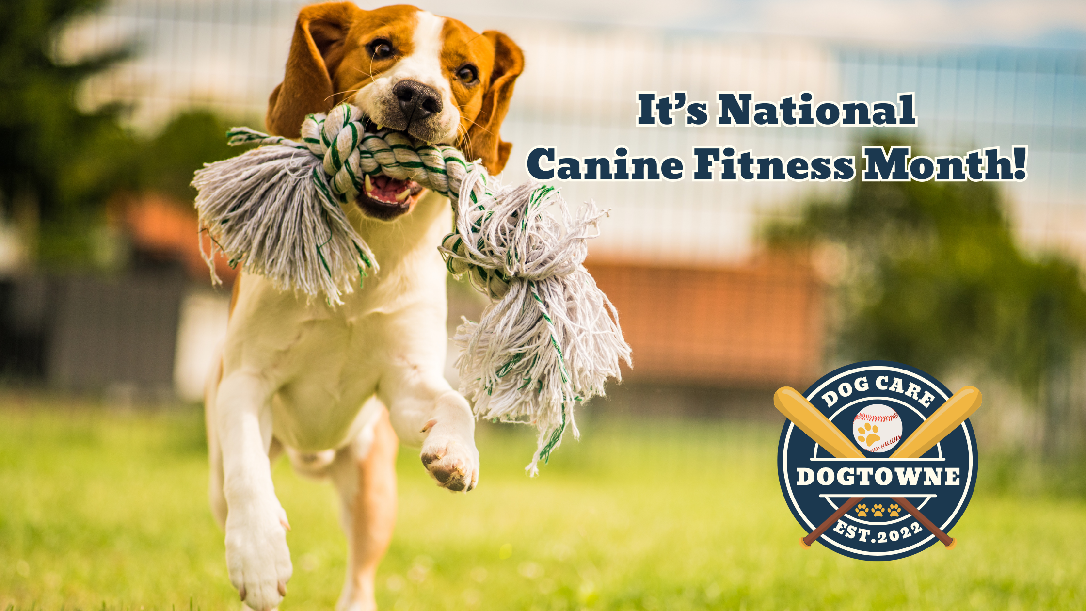 Barking Up The Right Base: A Grand Slam Celebration of Canine Fitness Month!