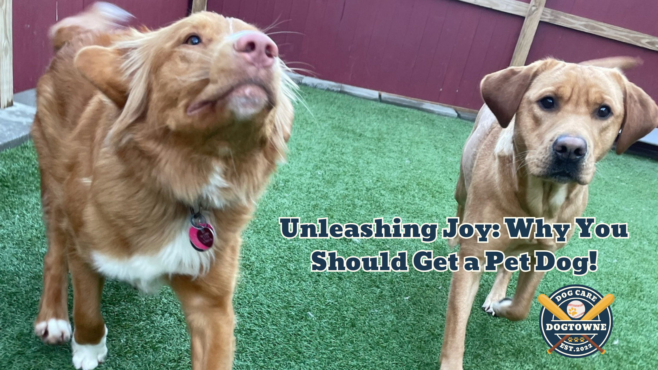 Unleashing Joy: Why You Should Get a Pet Dog!